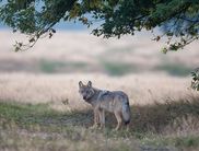 Der Lagerfeuerabend mit Wolfsgeschichten und Gesang ist ein Erlebnis für die ganze Familie (Foto: Jürgen Borris)