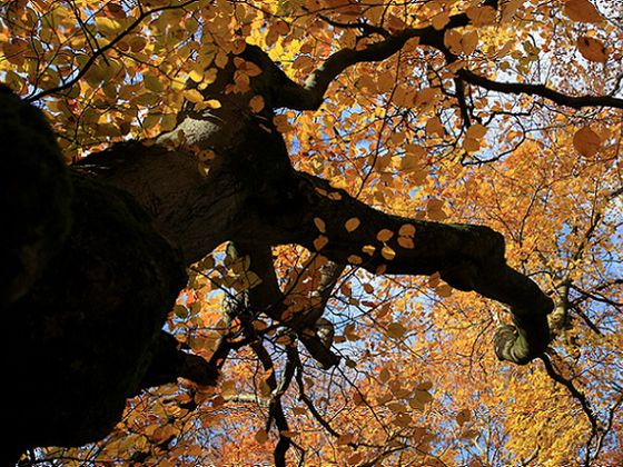 Lassen Sie die werdende Wildnis auf sich wirken bei der Achtsamkeitswanderung am 15. Oktober (Foto: Katrin Krischke)