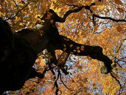 Lassen Sie die werdende Wildnis auf sich wirken bei der Achtsamkeitswanderung am 15. Oktober (Foto: Katrin Krischke)