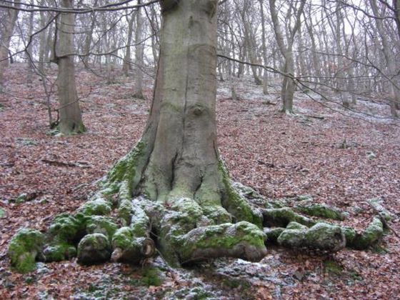 (Foto: Nationalpark Kellerwald-Edersee)