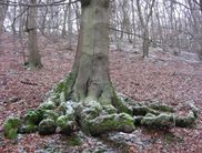 (Foto: Nationalpark Kellerwald-Edersee)