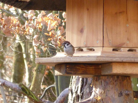 Schöne Aussicht: Gesehen oder gesehen werden- Ein Vogel (welcher wird noch nicht verraten) beobachtet die Umgebung (Foto: Kellerwald Nationalpark-Edersee)