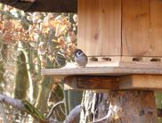 Schöne Aussicht: Gesehen oder gesehen werden- Ein Vogel (welcher wird noch nicht verraten) beobachtet die Umgebung (Foto: Kellerwald Nationalpark-Edersee)