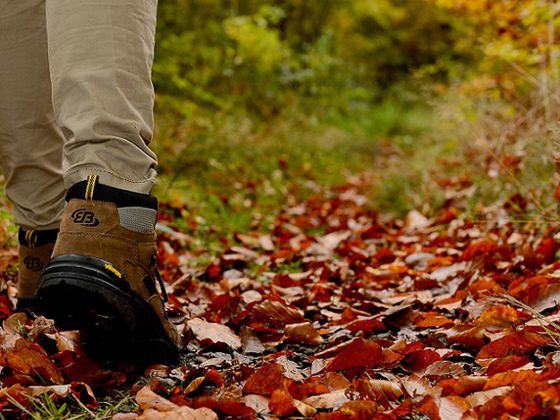 Die Natur im Nationalpark ist beeindruckend (Foto: Nationalpark Kellerwald-Edersee)