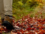 Die Natur im Nationalpark ist beeindruckend (Foto: Nationalpark Kellerwald-Edersee)