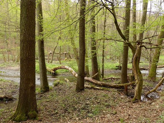 Der wilde Bachlauf des Banfebaches (Foto: Nationalpark Kellerwald-Edersee)