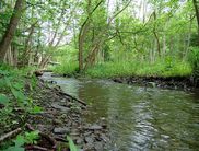Der Banfebach (Foto: Nationalpark Kellerwald-Edersee)