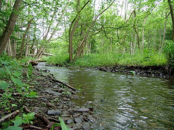 Der Banfebach (Foto: Nationalpark Kellerwald-Edersee)
