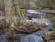 Eine weitere Perspektive des Bachlaufs (Foto: Nationalpark Kellerwald-Edersee)