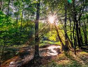 Idyllischer Auwald: Die Sonne taucht das Banfetal in goldenes Licht. Es lohnt sich den Lebewesen im Gewässer nachzuspüren und diese zu beobachten – beispielsweise am Tag der Umwelt (Foto: Thorben Mehrhoff)