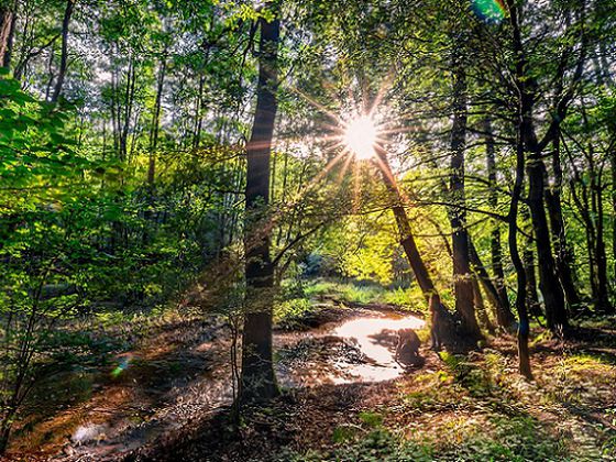 Idyllischer Auwald: Die Sonne taucht das Banfetal in goldenes Licht. Es lohnt sich den Lebewesen im Gewässer nachzuspüren und diese zu beobachten – beispielsweise am Tag der Umwelt (Foto: Thorben Mehrhoff)