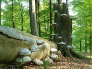 Interessante Schmarotzer: Die geführte Wanderung steht ganz im Zeichen der Baumpilze, die es in einer mannigfaltigen Formen- und Farbenvielfalt im Nationalpark Kellerwald-Edersee gibt (Foto: Nationalpark Kellerwald-Edersee)