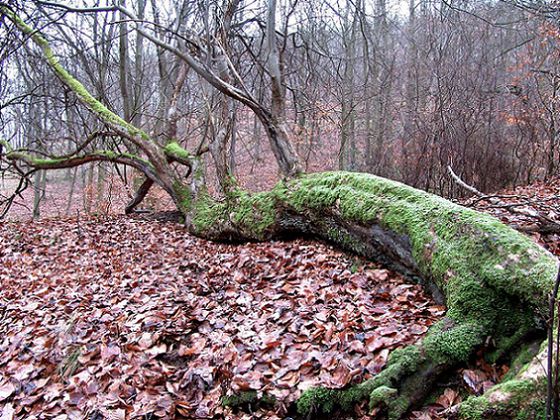 Ein Baumriese im Nationalpark (Foto: Nationalpark Kellerwald-Edersee)