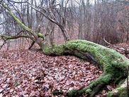 Ein Baumriese im Nationalpark (Foto: Nationalpark Kellerwald-Edersee)
