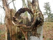 Skurrile  Baumgestalten beherbergen verborgenes Leben (Foto: Nationalparkamt Kellerwald-Edersee)