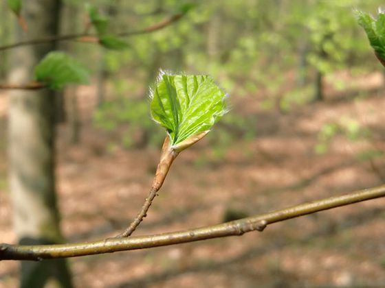 Frisches Laubgrün – der Frühlingsbuchenwald leuchtet (Foto: Nationalpark Kellerwald-Edersee)