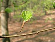 Frisches Laubgrün – der Frühlingsbuchenwald leuchtet (Foto: Nationalpark Kellerwald-Edersee)