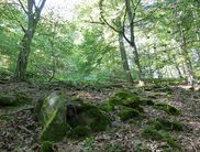 Faszinierend: Die Blockschutthalden im Nationalpark (Foto: Nationalpark Kellerwald-Edersee)