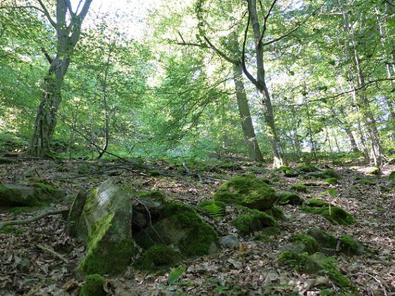 Faszinierend: Die Blockschutthalden im Nationalpark (Foto: Nationalpark Kellerwald-Edersee)