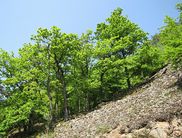 Eine Blockschutthalde am Daudenberg (Foto: Nationalpark Kellerwald-Edersee)