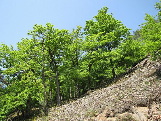 Eine Blockschutthalde am Daudenberg (Foto: Nationalpark Kellerwald-Edersee)