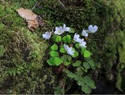 Welche weiteren Frühlingsboten lassen sich auf den Exkursionen in den Nationalpark Kellerwald-Edersee noch entdecken? (Foto: Katrin Krischke)