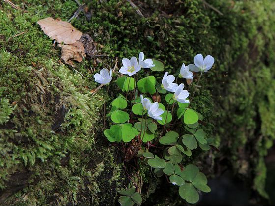 Welche weiteren Frühlingsboten lassen sich auf den Exkursionen in den Nationalpark Kellerwald-Edersee noch entdecken? (Foto: Katrin Krischke)