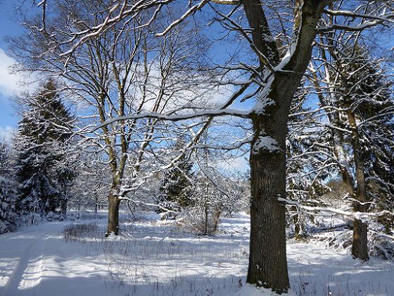 Winteridylle: Die schneebedeckten Bäume am Fahrentriesch im Nationalpark verzaubern die Wanderer und versetzen sie in Winterstimmung (Foto: Rita Wilhelmi)
