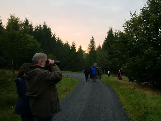 In der Abenddämmerung machen sich die Teilnehmerinnen und Teilnehmer auf den Weg durch den Nationalpark zur Wildbeobachtungskanzel (Foto: Nationalpark Kellerwald-Edersee)