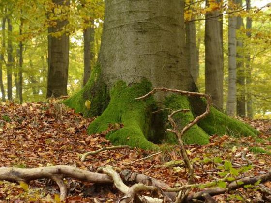 Die Herbstfärbung sorgt für eine besondere Stimmung im Nationalpark (Foto: Nationalpark Kellerwald-Edersee)