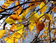 Eine Buche im Herbstgewand (Foto: Nationalpark Kellerwald-Edersee)