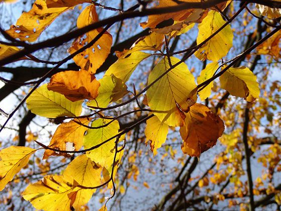 Eine Buche im Herbstgewand (Foto: Nationalpark Kellerwald-Edersee)