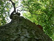 (Foto: Nationalparkamt Kellerwald-Edersee)
