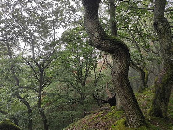 In den Sommerferien finden geführte Wanderungen durch den Buchennationalpark auch unter der Woche statt (Foto: Nationalpark Kellerwald-Edersee)