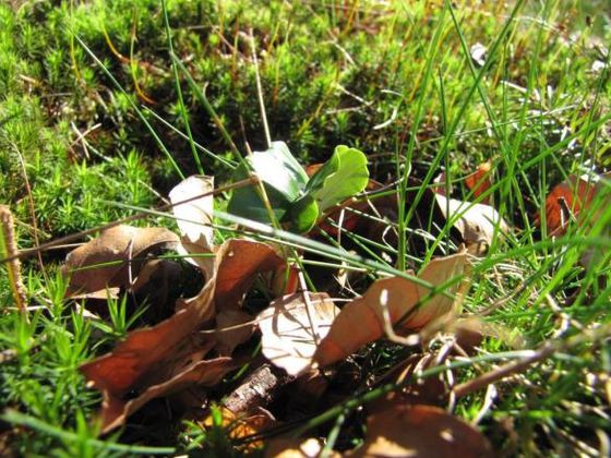 Der jahreszeitliche Entwicklungszyklus eines Buchenwaldes ist weltweit einzigartig (Foto: Nationalparkamt Kellerwald-Edersee).