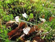 Der jahreszeitliche Entwicklungszyklus eines Buchenwaldes ist weltweit einzigartig (Foto: Nationalparkamt Kellerwald-Edersee).
