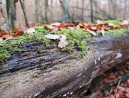 Im Nationalpark können Sie erleben, was passiert, wenn die Natur sich selbst überlassen bleibt (Foto: Nationalpark Kellerwald-Edersee)