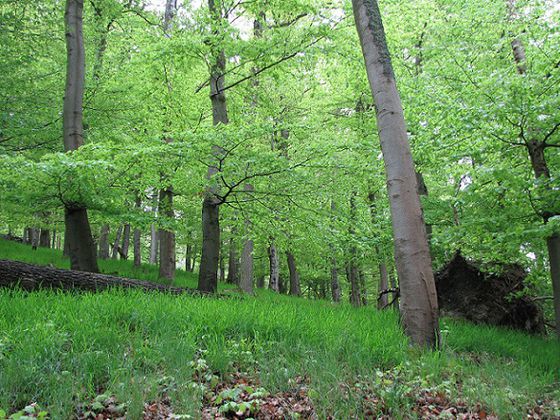 Frisches Frühlingsgrün: Nationalpark-Ranger Hermann Bieber lädt am Sonntag, 5. Mai, zur Wanderung „Buchonia deckt den Tisch“ ein, die alle Sinne anspricht (Foto: Nationalpark Kellerwald-Edersee)