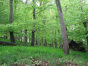 Frisches Frühlingsgrün: Nationalpark-Ranger Hermann Bieber lädt am Sonntag, 5. Mai, zur Wanderung „Buchonia deckt den Tisch“ ein, die alle Sinne anspricht (Foto: Nationalpark Kellerwald-Edersee)