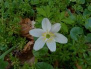 Buschwindröschen – Welche weiteren Frühlingsboten lassen sich auf der Tour bereits entdecken? (Foto: Nationalpark Kellerwald-Edersee) 