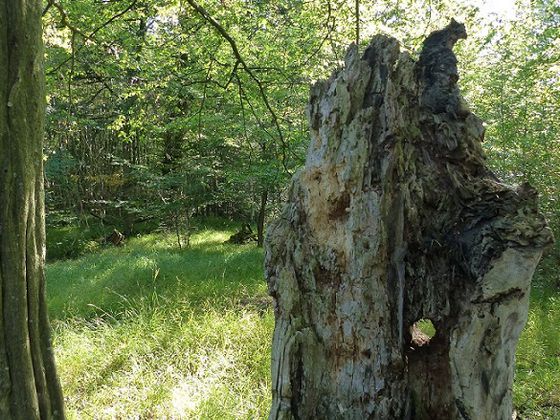 Wer am Christianseck bei Betrachtung der urigen Bäume die Augen offen hält, entdeckt dieses besondere stehende Totholz mit Guckloch, durch das sich eine tolle Perspektive eröffnet (Foto: Nationalpark Kellerwald-Edersee)