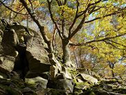 In der Natur finden sich zahlreiche Motive (Foto: Nationalpark Kellerwald-Edersee)