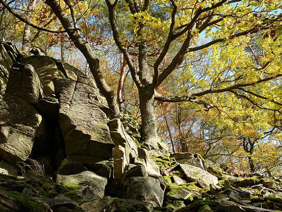 In der Natur finden sich zahlreiche Motive (Foto: Nationalpark Kellerwald-Edersee)