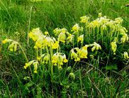 Schlüsselblumen im Nationalpark 