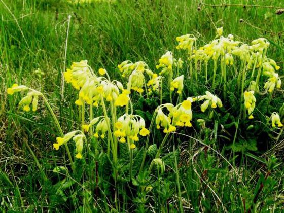 Schlüsselblumen im Nationalpark 