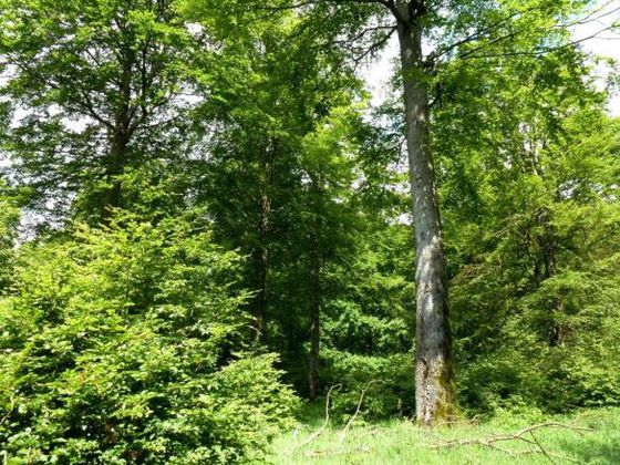 Einblick in das UNESCO-Weltnaturerbe „Buchenurwälder der Karpaten und Alte Buchenwälder Deutschlands“ im Teilgebiet Kellerwald (Foto: Rita Wilhelmi)