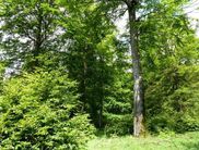Einblick in das UNESCO-Weltnaturerbe „Buchenurwälder der Karpaten und Alte Buchenwälder Deutschlands“ im Teilgebiet Kellerwald (Foto: Rita Wilhelmi)