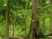 Nationalparkleiter Manfred Bauer wird mit beeindruckenden Motiven die hiesigen Naturschätze vorstellen und anschaulich erläutern, warum die Buchenwälder des Kellerwaldes als Erbe der Menschheit ausgezeichnet wurden (Foto: Nationalpark Kellerwald-Edersee)