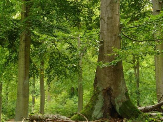 Nationalparkleiter Manfred Bauer wird mit beeindruckenden Motiven die hiesigen Naturschätze vorstellen und anschaulich erläutern, warum die Buchenwälder des Kellerwaldes als Erbe der Menschheit ausgezeichnet wurden (Foto: Nationalpark Kellerwald-Edersee)