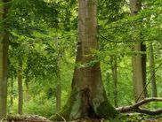 Am 22. September 2016 wird um 16:00 Uhr ein Film mit faszinierenden Aufnahmen über die „Alten Buchenwälder Deutschlands“ gezeigt.